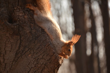 flora fauna  animals birds duck squirrel redhead tail fluffy tree Bush Park Creek pathway grass leaves fresh air pond alley spring autumn nature forest water
