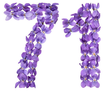 Arabic numeral 71, seventy one, from flowers of viola, isolated on white background