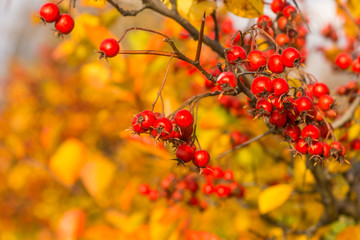 Branch with berries of mountain ash and beautiful yellow leaves at sunset in the forest in autumn