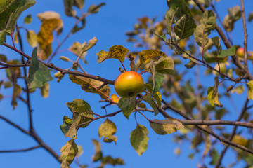 Last apple on apple tree branch in autumn