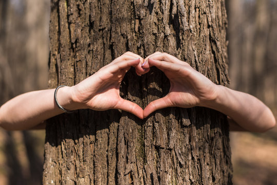 Female hands hug the trunk of a tree and make a heart