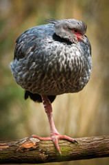 The southern screamer, Chauna toquata, crested screamer, sitting on a branch. Big grey bird with black collar and red legs resting on a tree. Peru, northern Bolivia, Paraguay