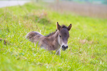young przewalski horse foal