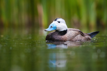 white-headed duck in the natural environment. A portrait of a bird with blue beak and white head....