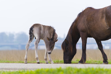 Naklejka na ściany i meble Przewalski horses with foal