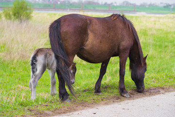 Obraz premium Przewalski horses with foal