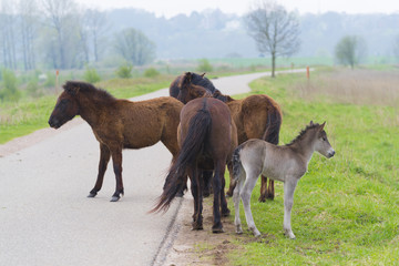 Fototapeta na wymiar Przewalski horses in a nature park