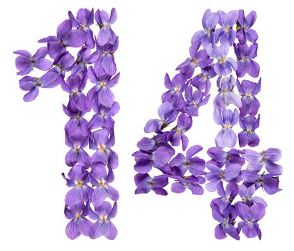 Arabic numeral 14, fourteen, from flowers of viola, isolated on white background
