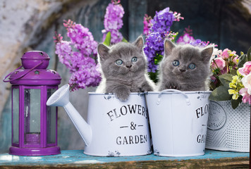 Fototapeta premium kocięta i kwiaty