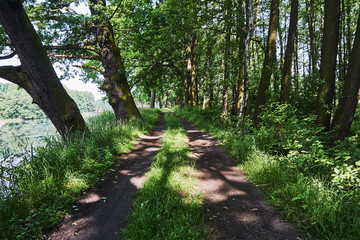 A dirt road by a pond in a deciduous forest in Poland.