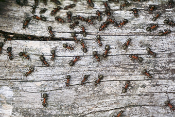 Ants on a dried tree trunk in the forest.p © GKor