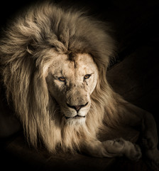 Close up portrait of lying Lion