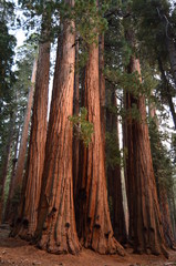 Redwood trees - CA
