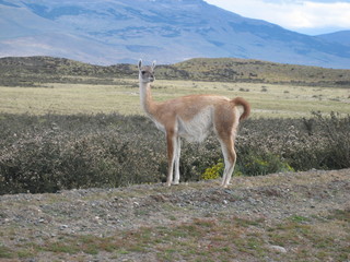 guanaco