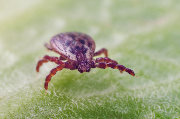 A dangerous parasite and infection carrier mite sitting on a green leaf