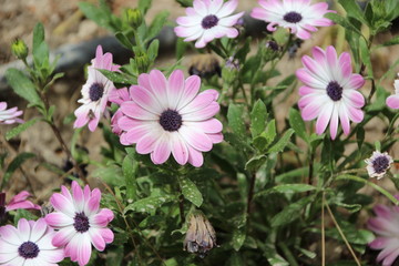 Fiori