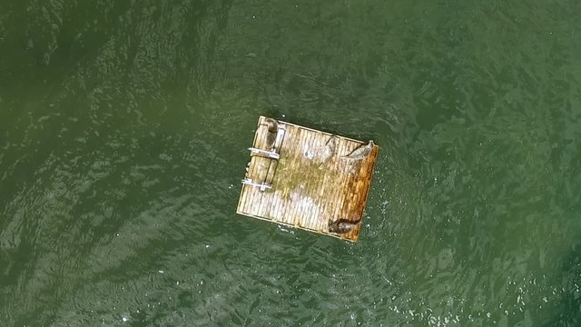 Sea Lions Sunbath on a Swim Platform Puget Sound