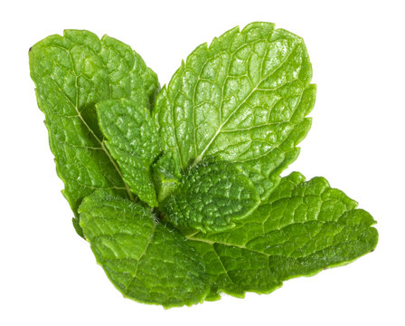 Mint leaves isolated without shadow