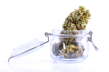 A large buds of fresh cannabis harvest in the hands. Concepts of cultivating grow medical marijuana close up
