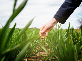 Young agronomist agriculture woman biologist inspecting the wheat plant harvest on a warm spring...