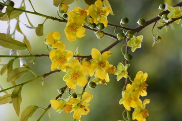 Mickey-Mouse plant flowers