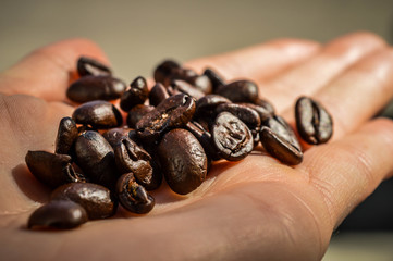 coffee bean in hand