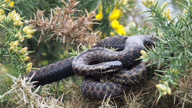Adder Snake ( Vipera berus ) Laying on a Gorse Bush.