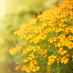 Blurred summer background with growing Tagetes flowers