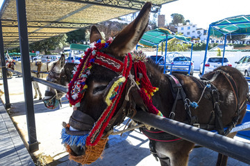 nice decorated donkeys taxi in Mijas, Andalusia, Spain
