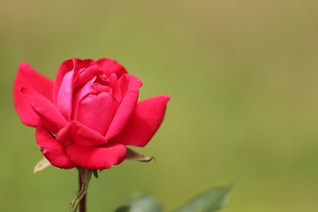 Small Pink / Red Magenta Rose 