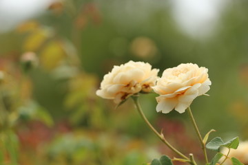 Light White Cream Rose / Flower for a Wedding 