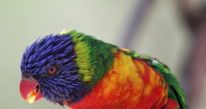 Closeup Portrait of a Colorful Rainbow Lorikeet Head (Trichoglossus Moluccanus) - DCi 4K Resolution
