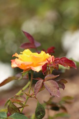 Fototapeta na wymiar Orange / Yellow Rose with Red Leaves 