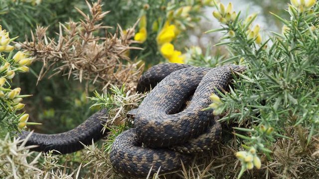Adder Snake ( Vipera berus ) Laying on a Gorse Bush.