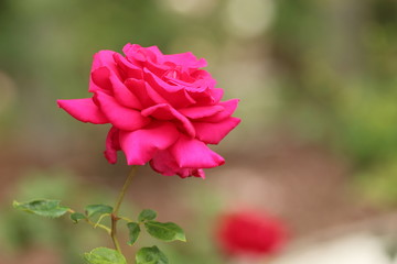 Fototapeta premium Pink Rose / Flowers in the Exterior Garden
