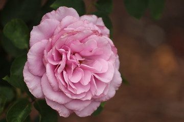 Light Pink Flower In the Garden / Spring Rose 