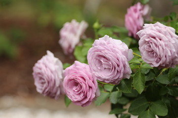 Lavender Roses / Flower Bush in the Garden 