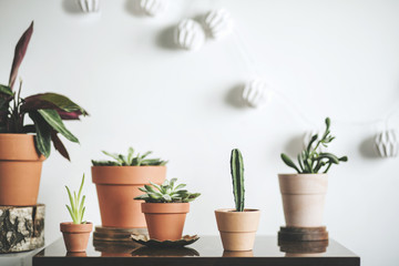 The modern room interior with a lot of different plants on the brown vintage shelf. White background with lamps.