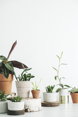 The modern interior of home garden filled a lot of plants in different design pots. 
