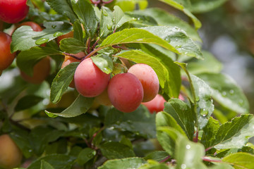 Mirabellen am Baum  (Prunus domestica subsp. syriaca)