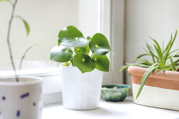 The stylish scandinavian interior of kitchen home garden with platns in different ceramic and concrete pots on the window sill. Bright and sunny space. Close up of home garden.  © FollowTheFlow