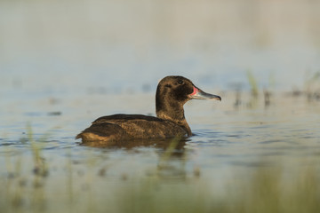 Black-headed Duck