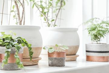 Ceramic concrete pots with plants on window sill