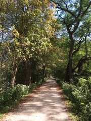 Fototapeta premium tree lined hiking trail