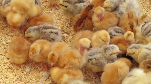 Agribusiness industry, baby chicks factory farm