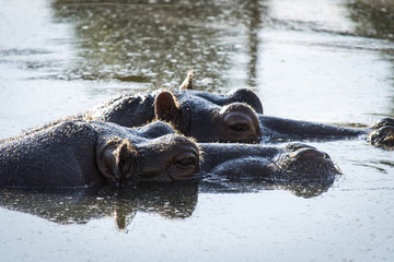 hippo