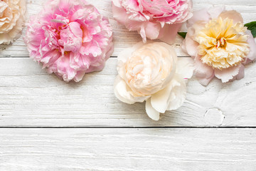pink and creamy peony flowers on white wooden background. flat lay. top view with copy space