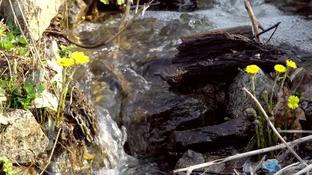 A stream, water flowing down a stony surface, feeding plants with moisture