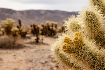 Yellow Cactus Flower in Cholla Cactus Garden