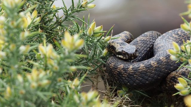Adder Snake ( Vipera berus ) Laying on a Gorse Bush.